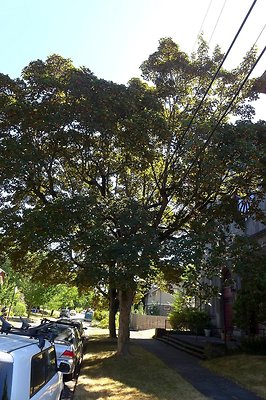 Piedmont 00 50955